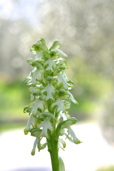 Barlia robertiana 078.jpg